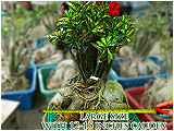 Adenium Large Size
