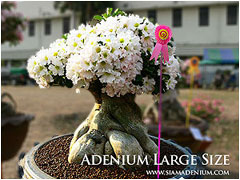 Adenium 