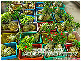 Adenium Medium Size