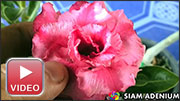Rosy Adenium