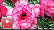 Rosy Adenium