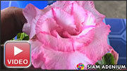 Rosy Adenium