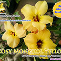 Rosy Adenium