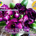 Rosy Adenium