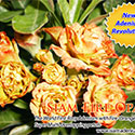 Rosy Adenium