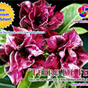 Rosy Adenium