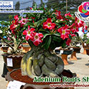 Rosy Adenium