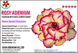 Rosy Adenium
