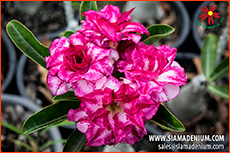 Rosy Adenium