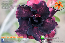 Rosy Adenium