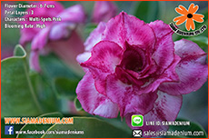 Rosy Adenium