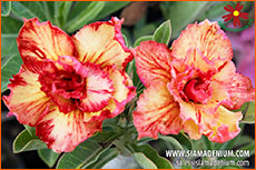 Rosy Adenium