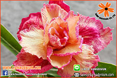 Rosy Adenium