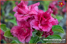 Rosy Adenium