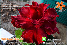 Rosy Adenium