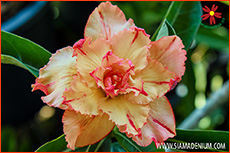 Rosy Adenium