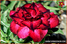 Rosy Adenium