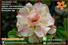 Rosy Adenium