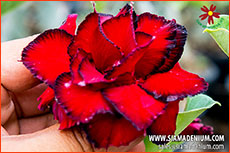 Rosy Adenium