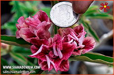 Rosy Adenium