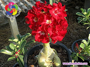 Adenium Blooming