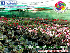 Adenium