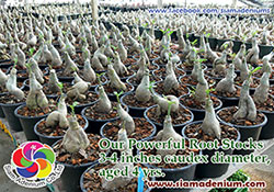 Adenium Rootstocks