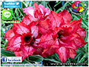 Rosy Adenium