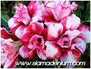 Rosy Adenium