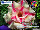 Rosy Adenium