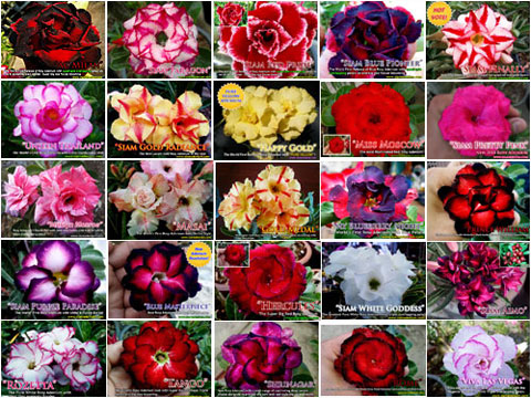 Rosy Adenium