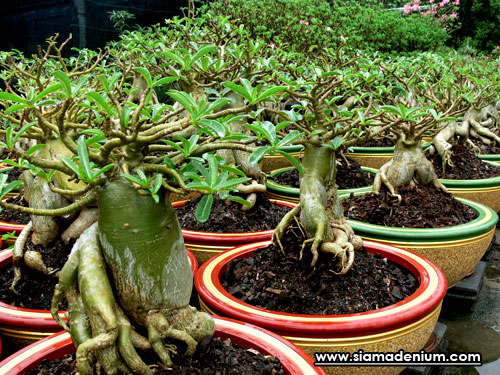 Adenium Fragrant Aromatic Adenium