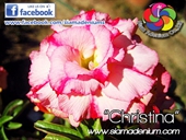 Big and great flower forms with pink red stripes.