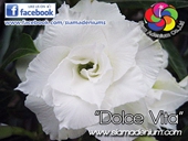Pure white with sharpen petals.