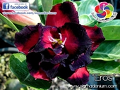 Star Styles with deep blue border.
