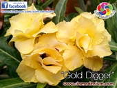 New Yellow with super blooming.