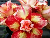 New World Stunning with "Flammable" Looks.