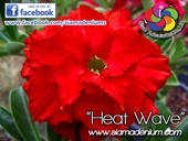 Truly Hot Red with big flower size.