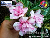 New world colors with mini-flowers size.