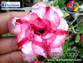 Classical white with attractive pink stripes.