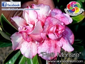 New World Colors with shady pink.
