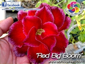 The Biggest Rosy Adenium of the year.
