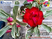 New World Triple Red petal layers variegata.