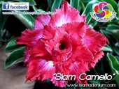 New Pink styles with curly petal border.