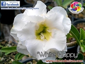New White Rosy Adenium with Yellow Center.