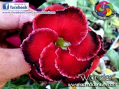 The best red rounded shape with concave black border.