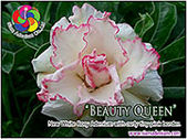 Rosy Adenium