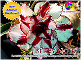 Rosy Adenium