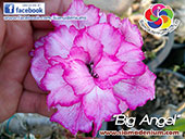 Rosy Adenium