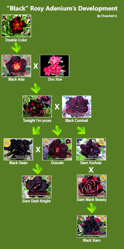 Black Adenium Developing Diagram
